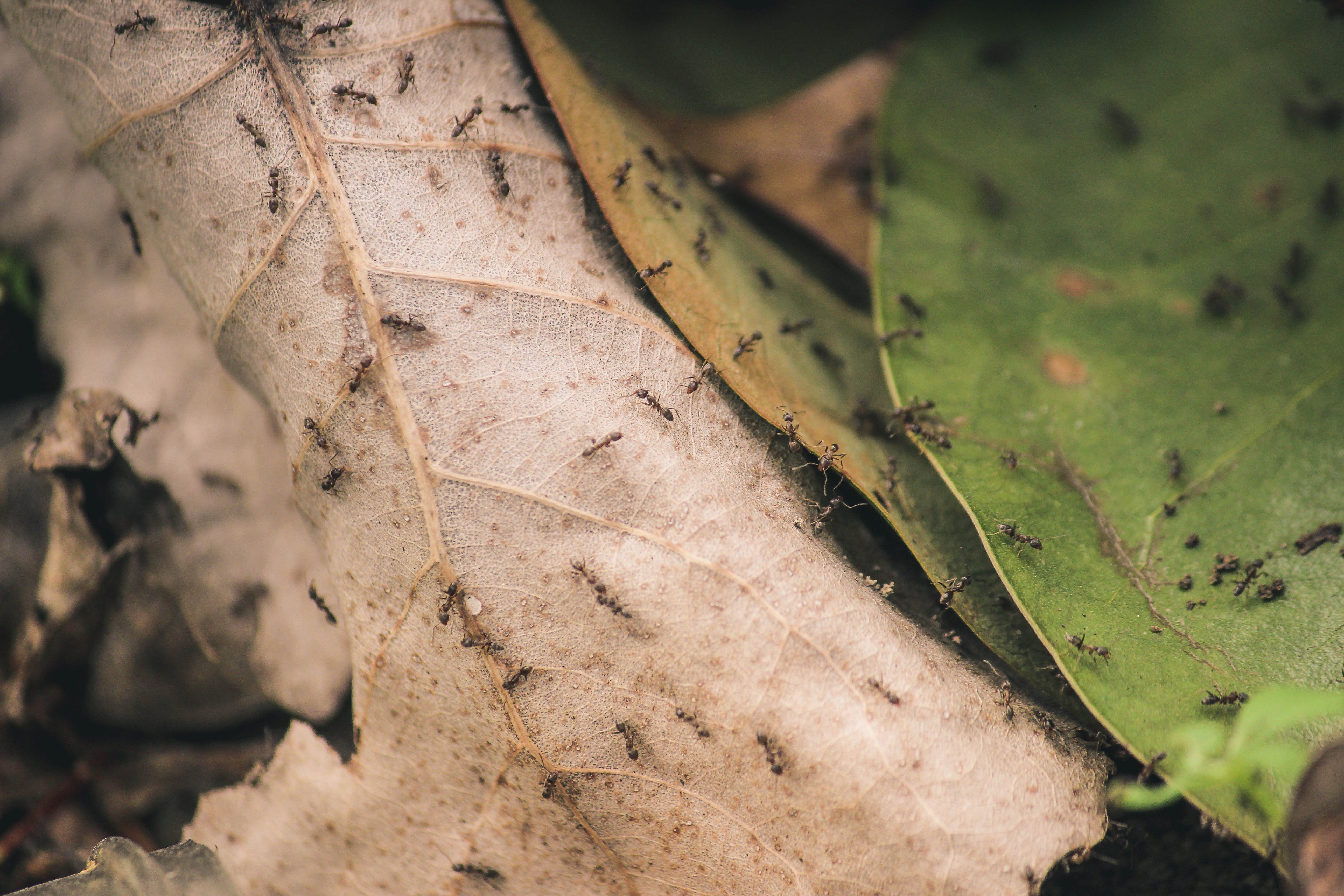 ants-close-up-insects-170389