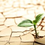 |Green Plant Sprouting After Drought in Cracked Soil