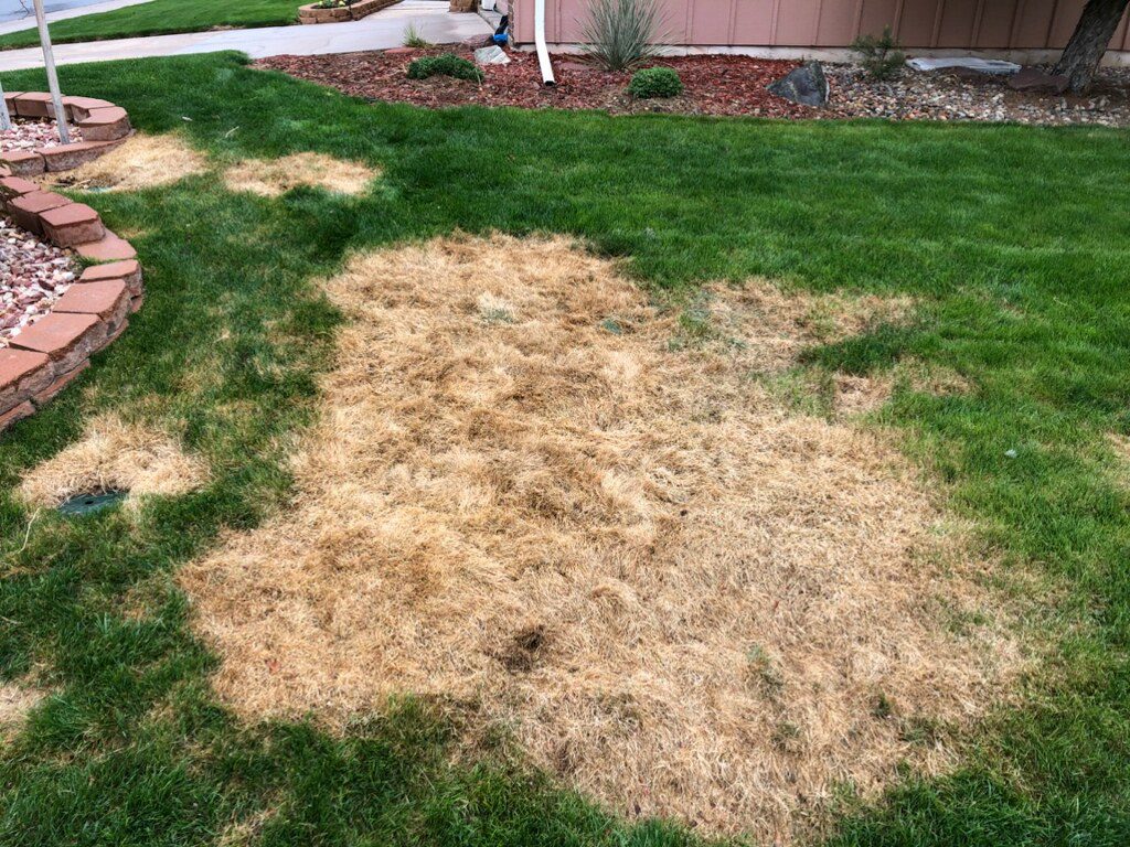 leaf spot 2 -- phot cred brian m